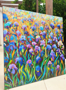 Blaue Irisfelder